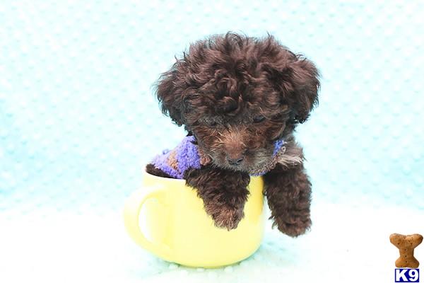 CMPuppyHeaven Picture 1